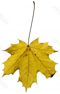Yellow Maple leaf isolated on white