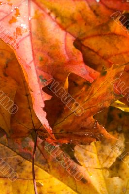 Maple leaf background