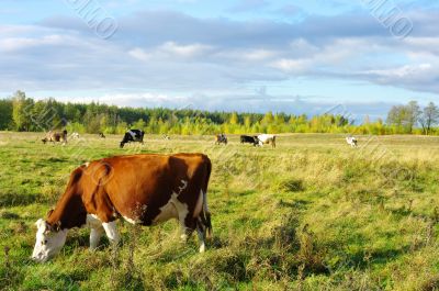 Cows on the meadows