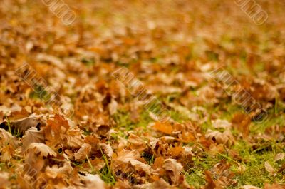 leaves of oak