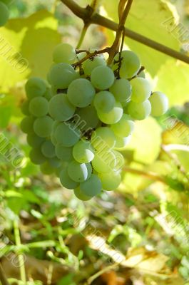 white grape cluster