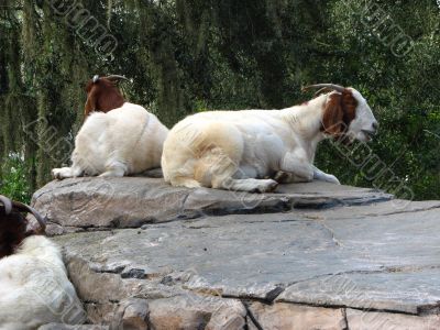 Goats on Rocks