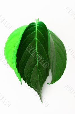 Green Leaves