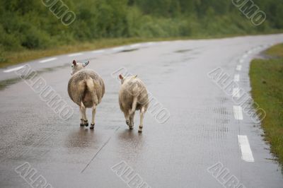 Two sheeps