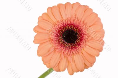 gerbera