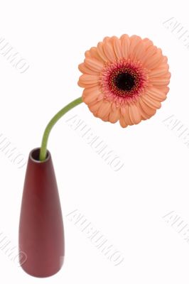 gerbera
