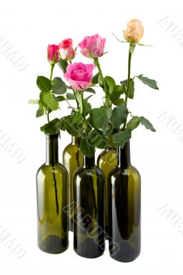 roses