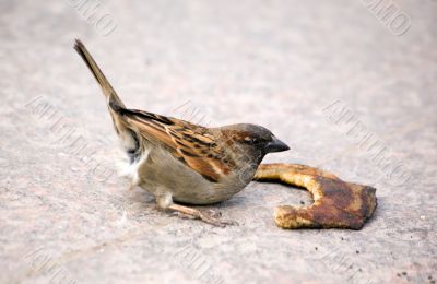 hungry sparrow