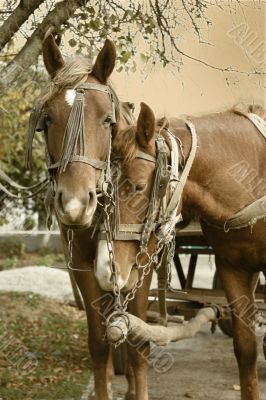 equine love