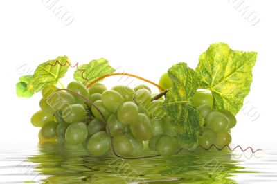 Green grape cluster with leaves on a white background