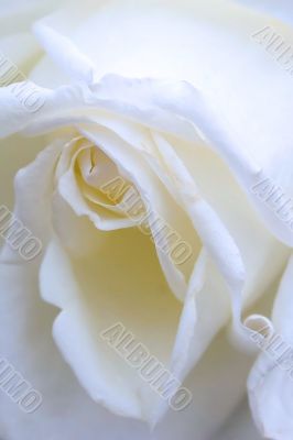 White rose