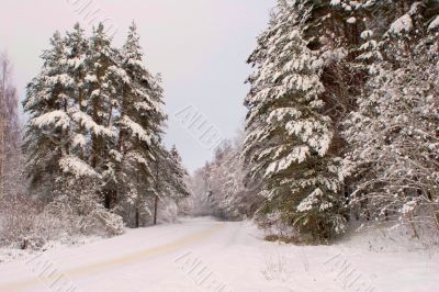 Winter forest