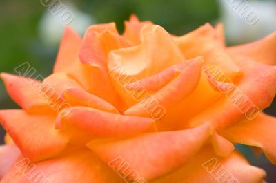 yellow rose