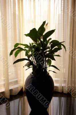Greater floor vase with a flower in a lobby