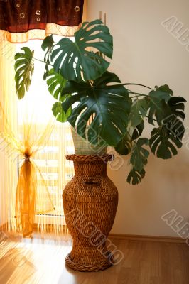 House plant in a woven pot