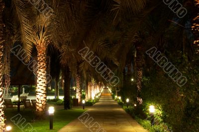 palm trees at night