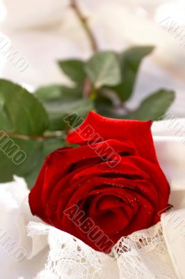 Red rose on white laces