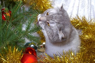 Christmas cat among a fur-tree, christmas balls and a tinsel