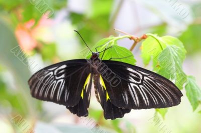 Black Butterfly