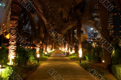 palm trees at night