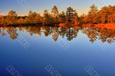 Autumn wood