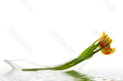 Yellow tulip in water