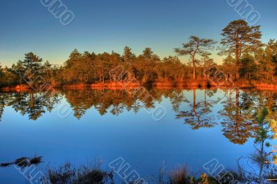 Autumn wood