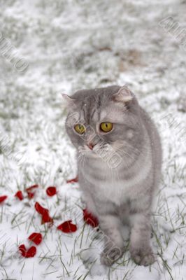 Cat in snow