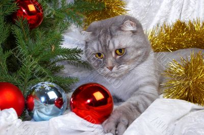 Christmas cat