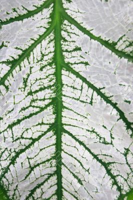 Leaf fragment