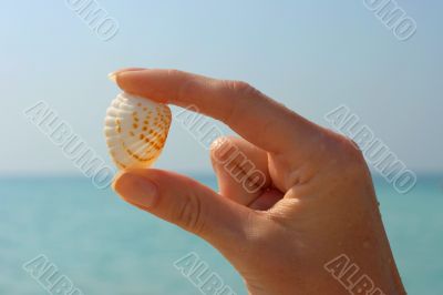 Hand and seashell on the beach