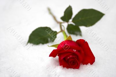 Red rose on a snow