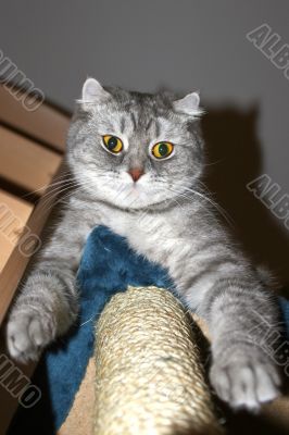 Lovely cat