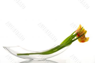 Yellow tulip in vase