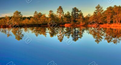 Autumn wood