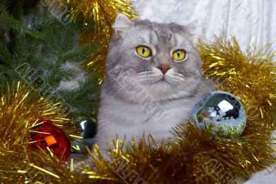 Christmas cat among a fur-tree, christmas balls and a tinsel