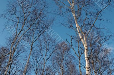 Trees in sunny spring day