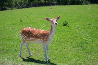 White-Tailed Deer