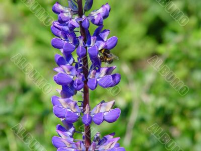 bumblebee on purple lupins
