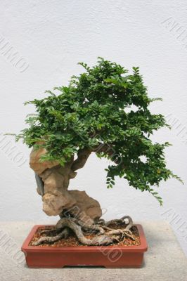  Bonsai Tree