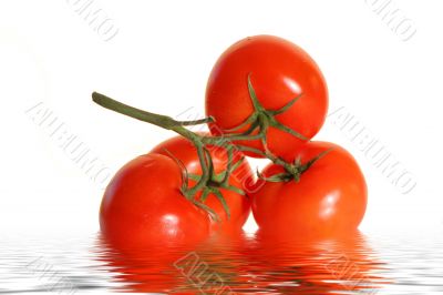 tomatoes vine with clipping path