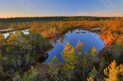 Autumn wood