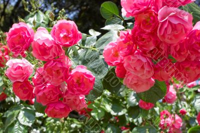 Pink roses