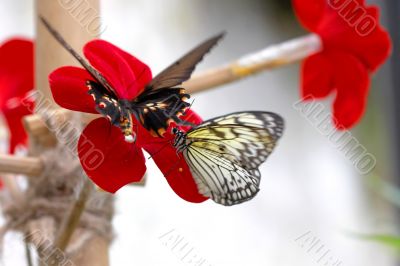 Two flitting butterflies on a red flower
