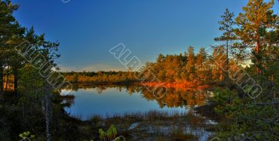 Autumn wood