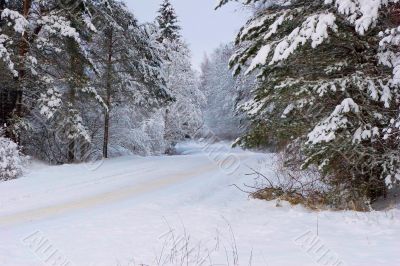 Winter forest