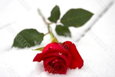 Red rose on snow