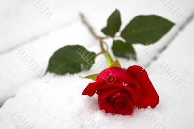 Red rose on snow