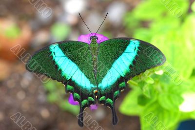 Green butterfly collecting nectar