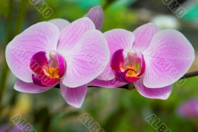 Orchid flowers